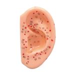 （まとめ）アーテック 耳経穴模型7cm 【×10セット】