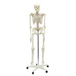 人体骨格模型 160cm