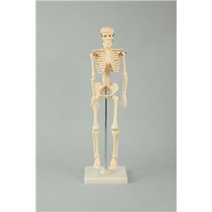 （まとめ）アーテック 人体骨格模型 42cm 【×5セット】