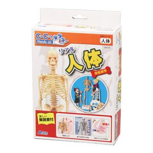 （まとめ）アーテック リアル人体骨格模型 【×5セット】