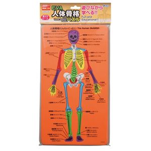 （まとめ）アーテック EVA人体骨格パズル 【×30セット】