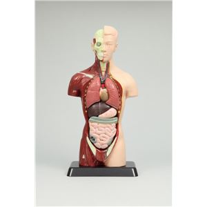 人体解剖模型トルソー型27cm