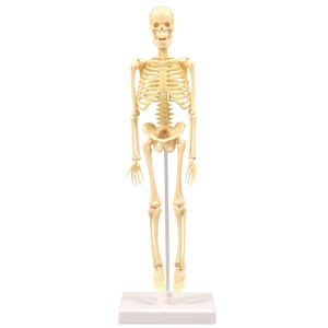 （まとめ）アーテック 人体骨格模型 30cm 【×5セット】