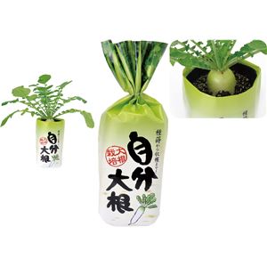 （まとめ）アーテック 自分大根 【×5セット】