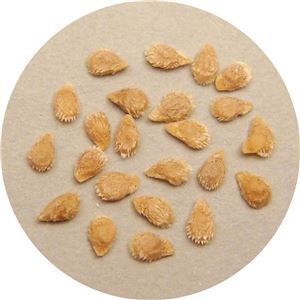 （まとめ）アーテック 野菜の種 ミニトマト 苗床付 【×80セット】