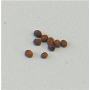 （まとめ）アーテック 花の種 ホウセンカ 苗床付 【×100セット】