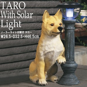 LEDセンサーライト付きオーナメント/ソーラーライト付き柴犬(タロー) ポリジレン樹脂製 〔玄関/ガーデニング/屋外〕