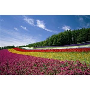 毛塚 RS-13-279 富良野の花畑 1000P 【ジグソーパズル】