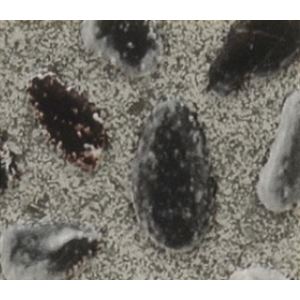 サンゲツ 店舗用クッションフロア 洗い出し 柄番CM-2261 サイズ 182cm巾×10m 【日本製】