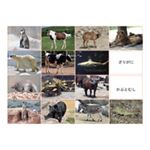多目的言語カードセット動物編（CD付）