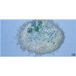 （まとめ）ガラスビーズ GB-2（10g） 入数：10g（約800個）【×20セット】