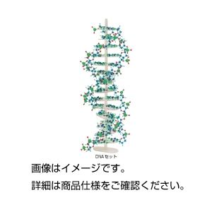 （まとめ）分子構造模型モル・タロウDNAセット DNA-1【×3セット】