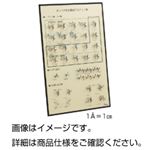 HGSパネル模型 タンパク質を構成するアミノ酸