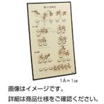 HGSパネル模型 糖の立体構造