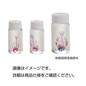 魚類透明骨格標本 SFK-1