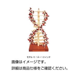 DNAモデル モデル10