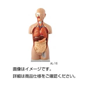 人体解剖模型 AL-16