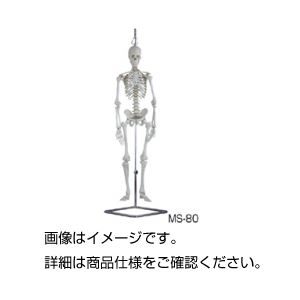 人体骨格模型 MS-80