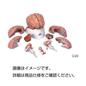脳 9分解モデル動脈付C-20