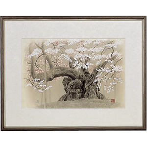 【広森　雄】山高神代桜（春爛漫） 大衣（509×394mm）