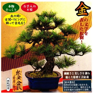 鈴木豊伯　工芸盆栽　松金盆栽