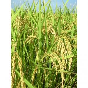玄米  茨城県稲敷産ｺｼﾋｶﾘ100%  30kg